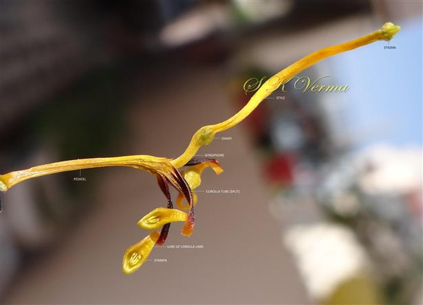  Flower with opened corolla and sessile stamens on inner side of corolla limb  segments